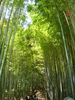 Dosya adı=Tapınak_çevresinde_bambu_ağaçlı_yol_(Kyoto).jpg
Dosya boyutu=106KB
Boyutlar: 480x640
Eklenen tarih: 24.Tem 2007 Tapınak_çevresinde_bambu_ağaçlı_yol_(Kyoto).jpg
