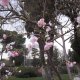 <p>2013 Mart 12. haftada İzmir Sanatta açan çiçekler. Reiko Kuwako gönderdi</p>